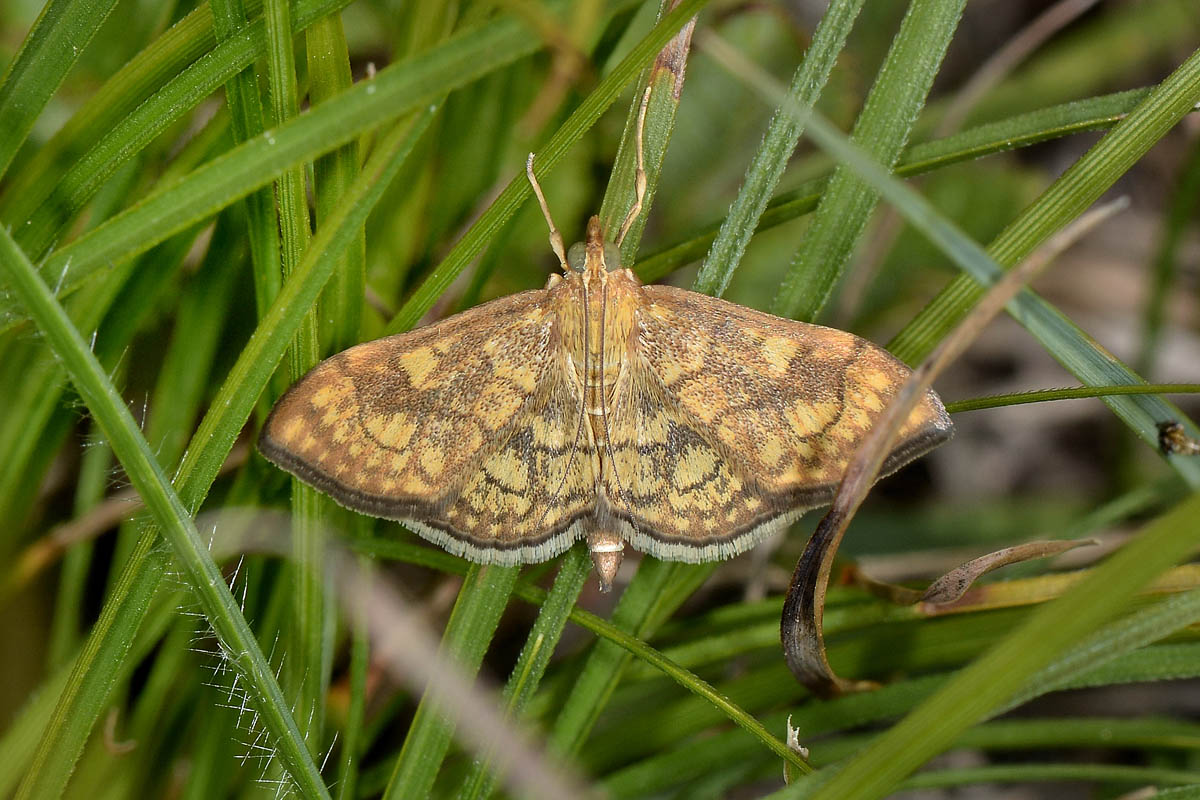 Ecpyrrhorrhoe rubiginalis? No, Anania verbascalis, Crambidae